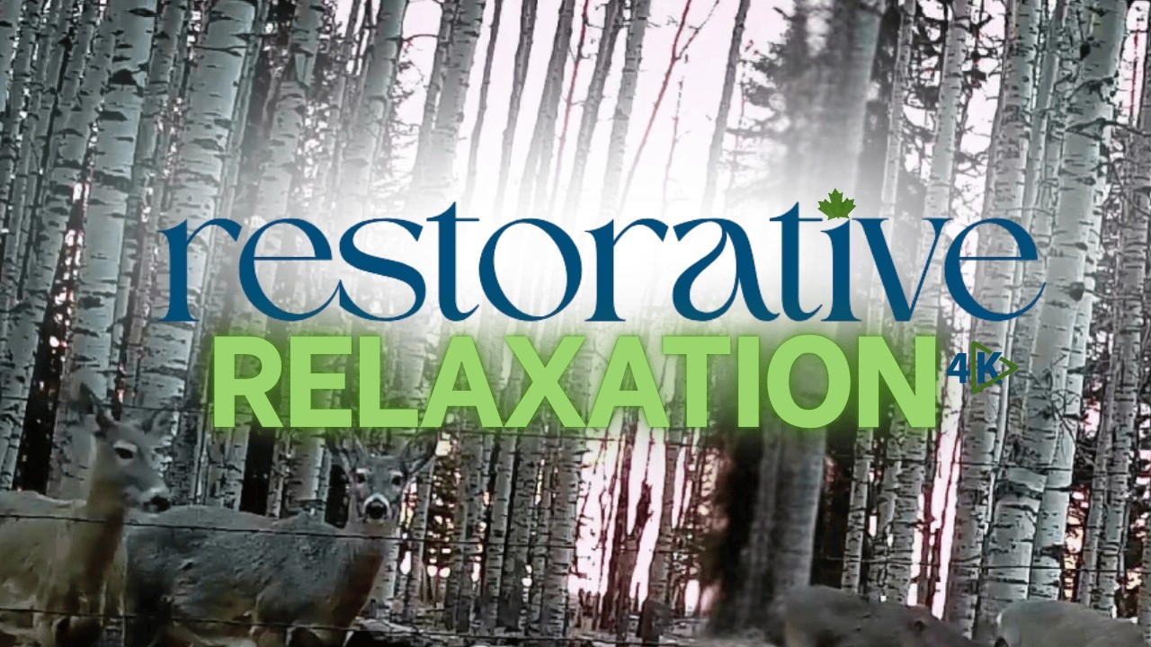 Peaceful Pastures in 4K | Deer & Elk Trail Cam Compilation |  Relaxing Natural Soundscape Only