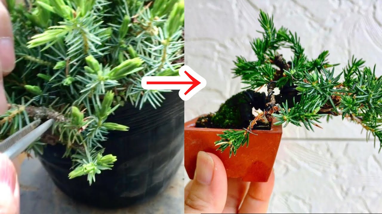 Возьмите старые листья вашего любимого бонсай Тошо. ・ Ядзимаэн ・ @Семена бонсай