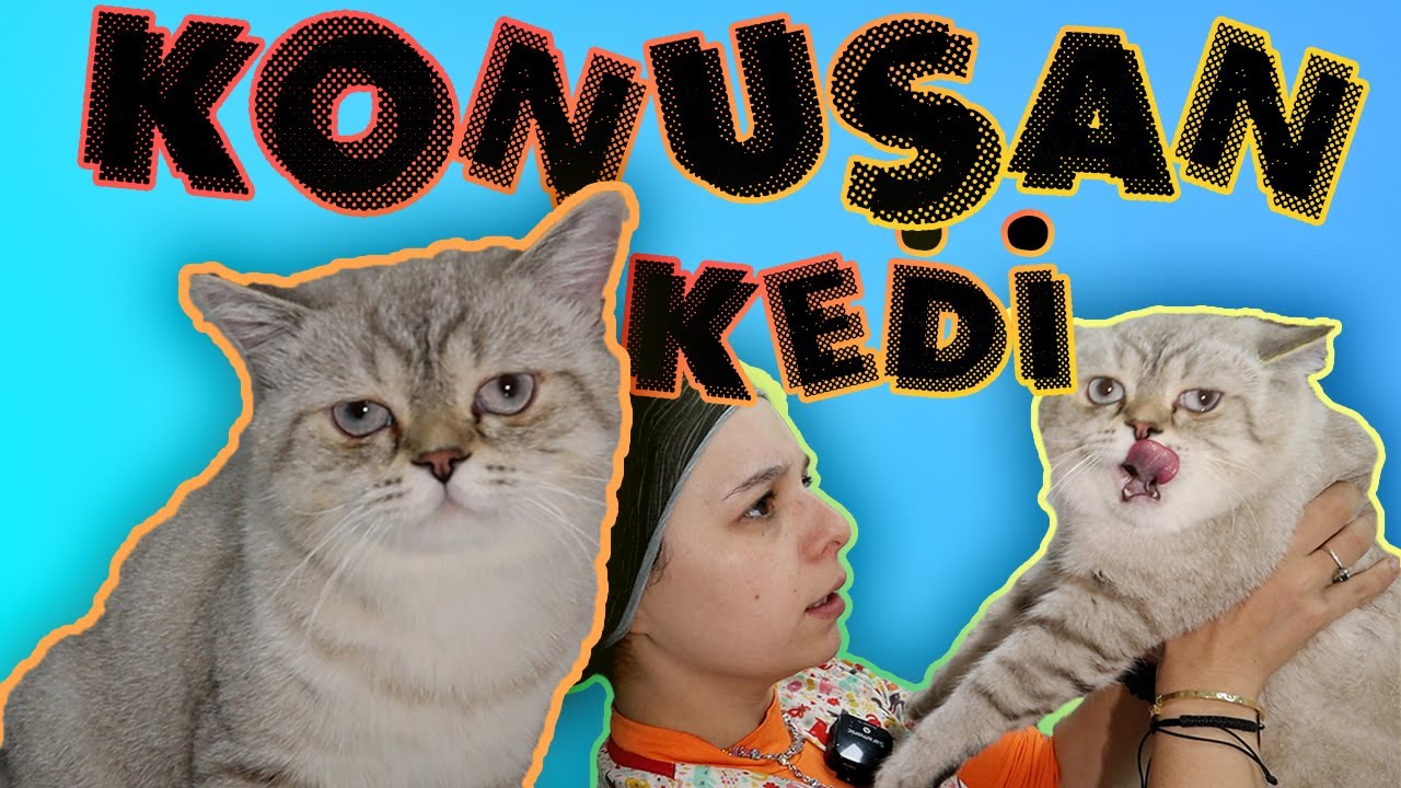 KONUŞAN KEDİ BEZART ! ( Bizden Sürekli Kaçtı ) | Konuşan Kediler