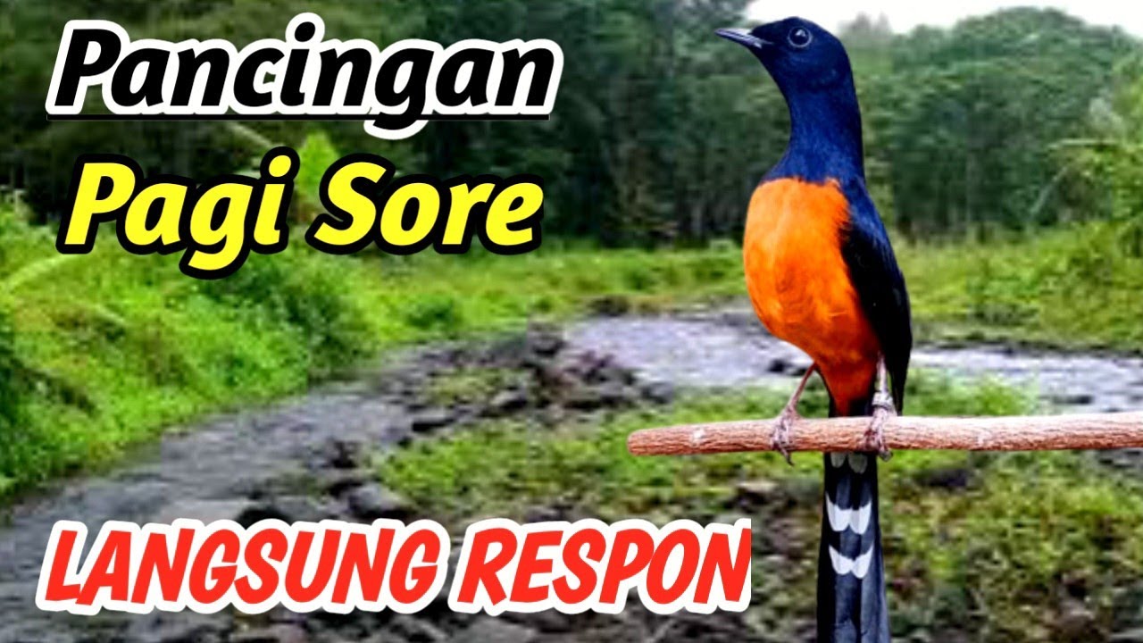 Masteran Murai Batu Fokus & Jinak – Relaxing Nature River Sound Training