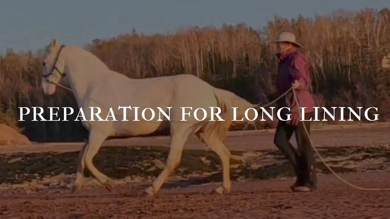How to prepare a horse for long lining