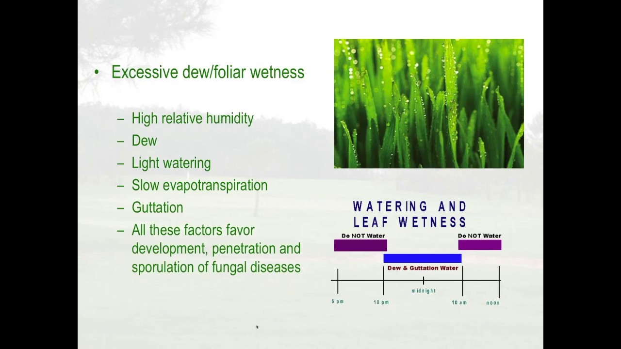 Turfgrass Disease Control with Emphasis in IPM: Fall Activities with Dr. Alfredo Martinez-Espinoza