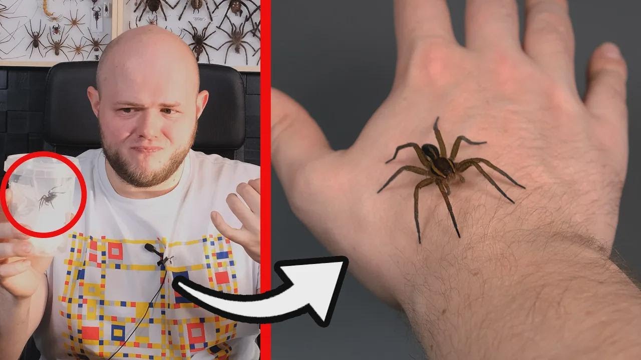 O maior ARANHA do Brasil que você já viu!