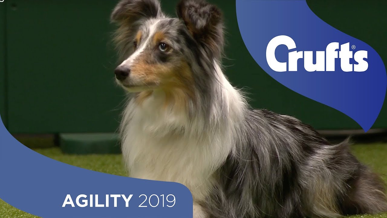 Agility Championship Round 1 – Jumping - Medium | Crufts 2019