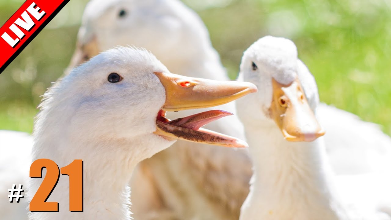 วันของเป็ดไม่ใช่ห่าน | LIVE - Goose Goose Duck! #21