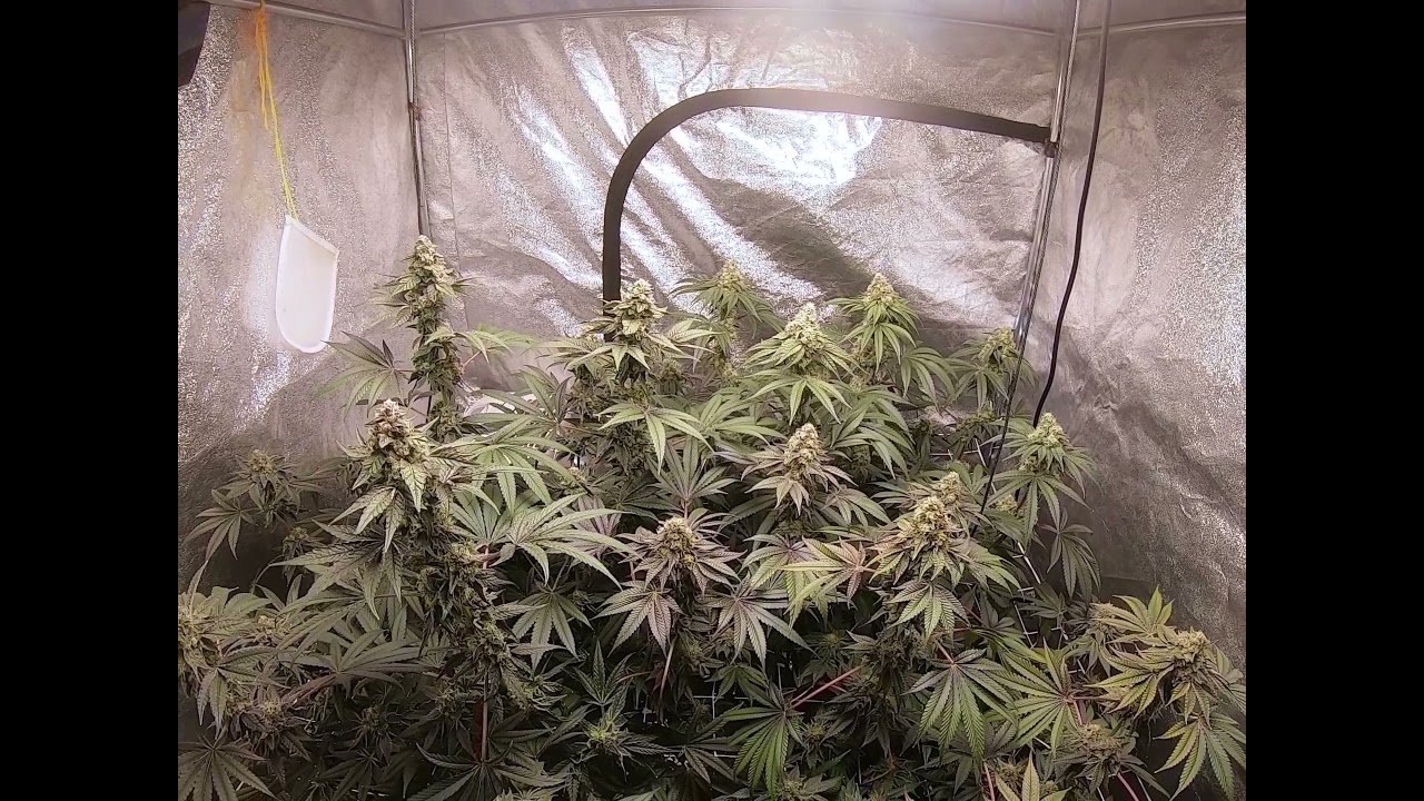 bubble bath indoor cannabis grow close to harvest