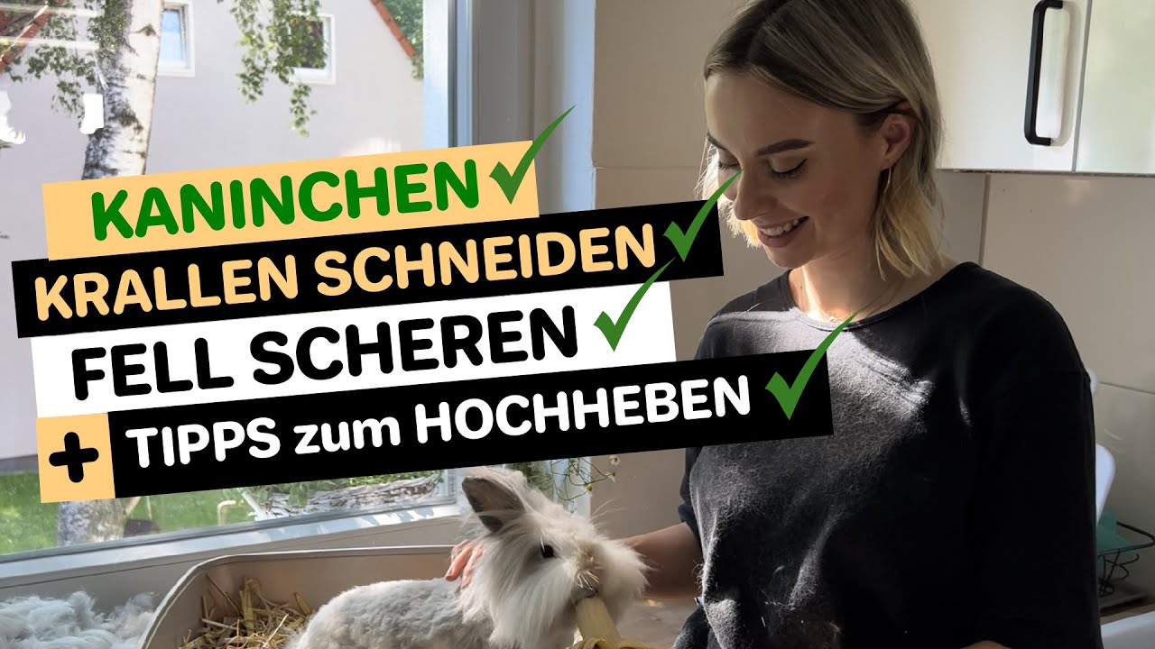 Krallen schneiden & Fell Scheren bei Kaninchen + Tipps zum Hochheben