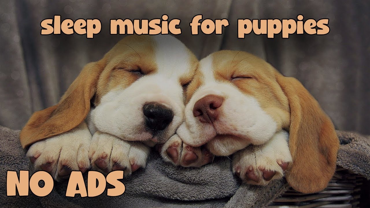 SLEEPING PLAYLIST FOR PUPPIES🎵 | Naptime mix for small animals! 🎵