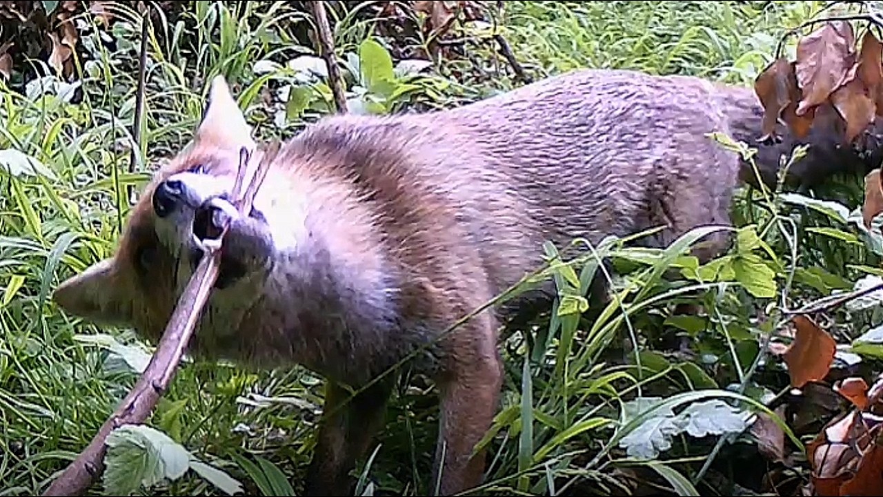 Red Fox Mom Returns With Food as Her Pups Wait by the Den