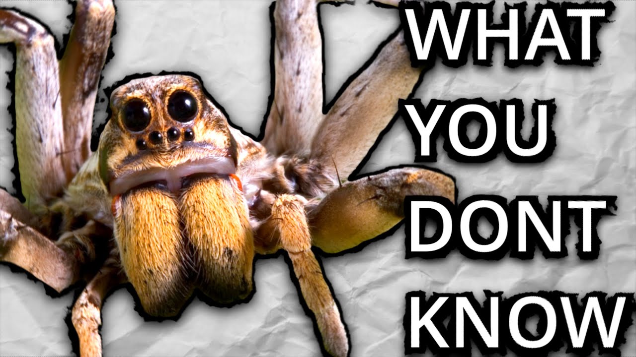 Terrifying Truth of Spiders