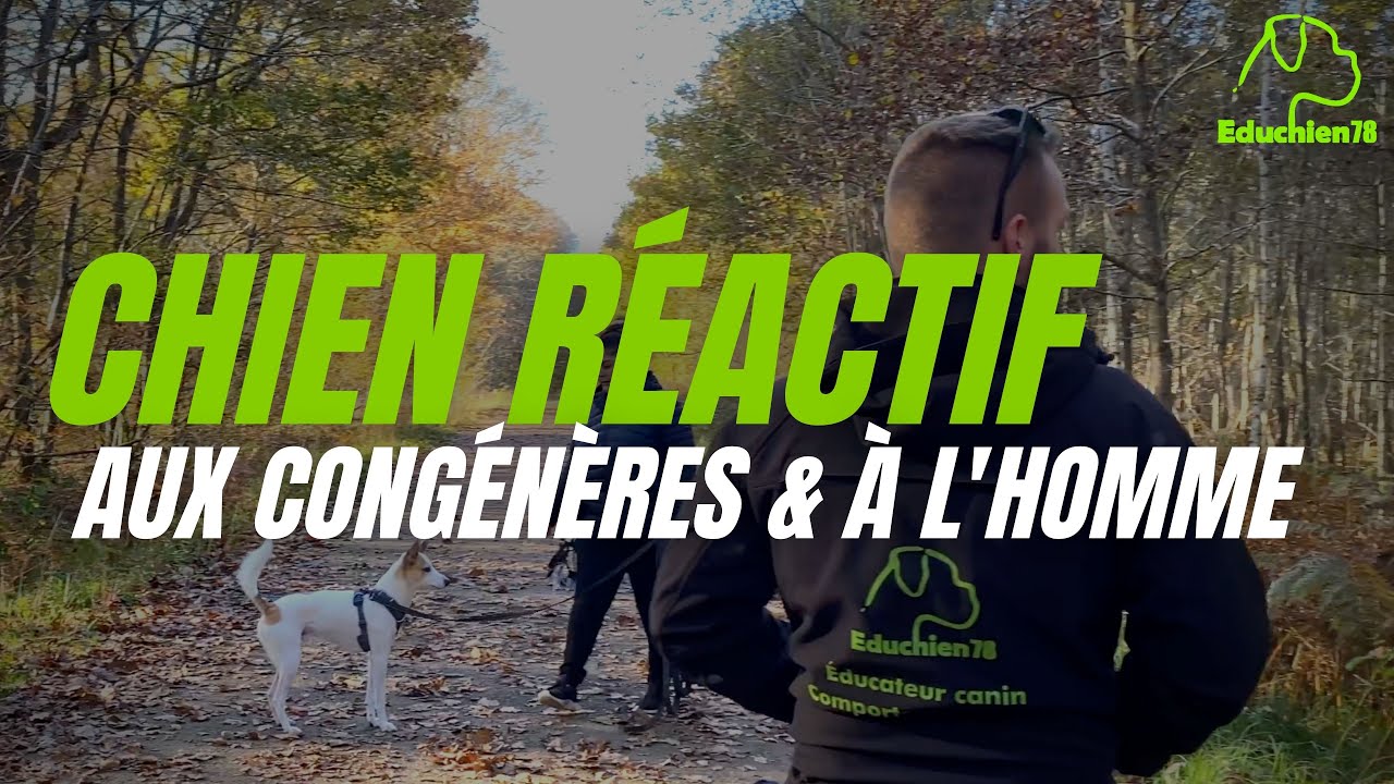 Chien réactif aux congénères et à l'Homme - EDUCHIEN78