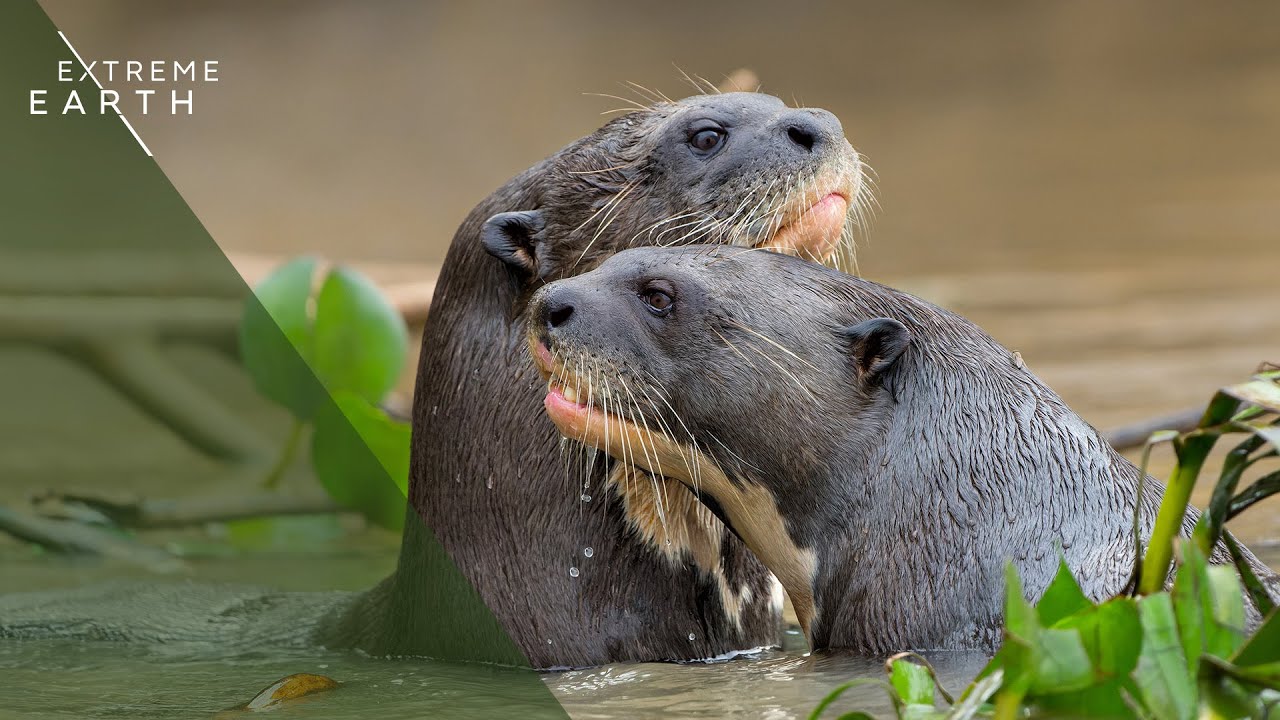 Giant Otters of Peru: The River Wolves of the Amazon