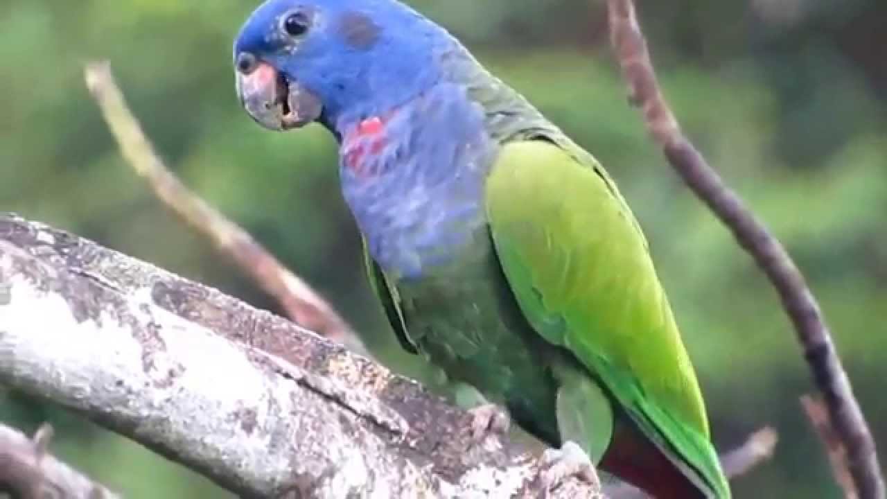 Blue headed parrot (pionus menstruus)