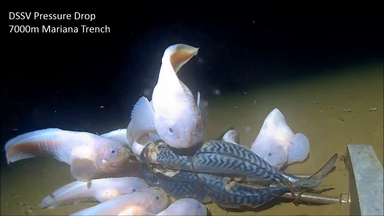 Mariana Trench: Mariana Snailfish