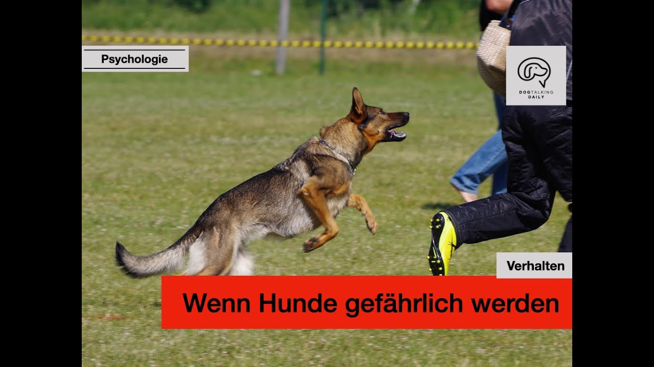 Daily Dogtalking - Hundeattacke: Wenn Hunde gefährlich werden
