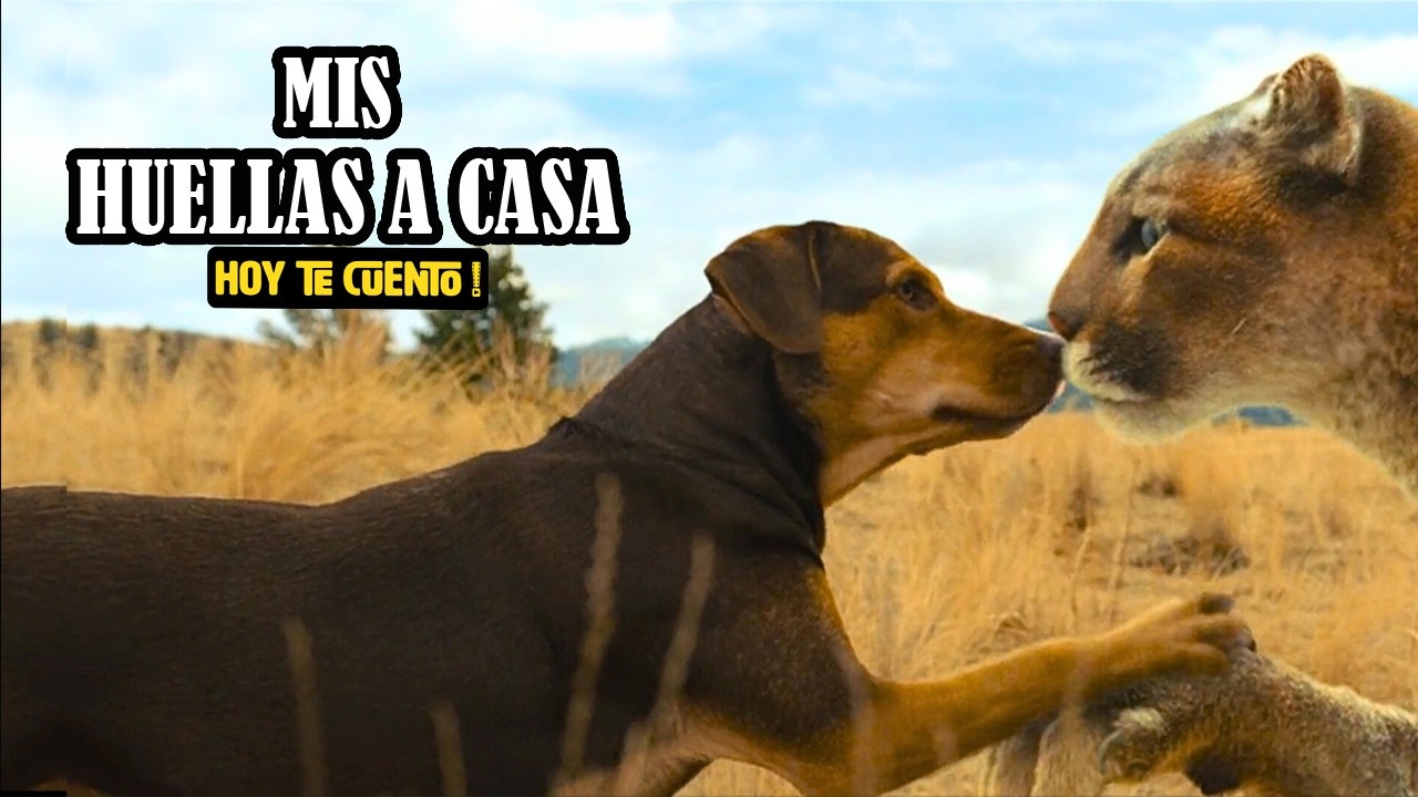 Una PERRITA es MAMÁ de un PUMA | Mis Huellas a Casa | Resumen