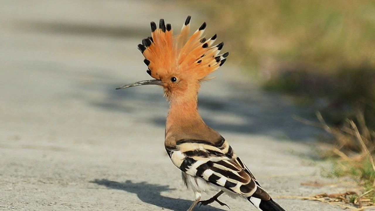 Ciripituri &icirc;n natura - Lectia 7 - Pupăza (Upupa epops)