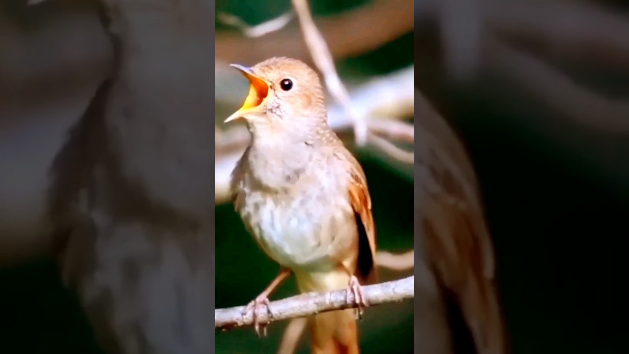 Best Bird sound |The Melodies voice of the world's best birds | Singing Bird #bird
