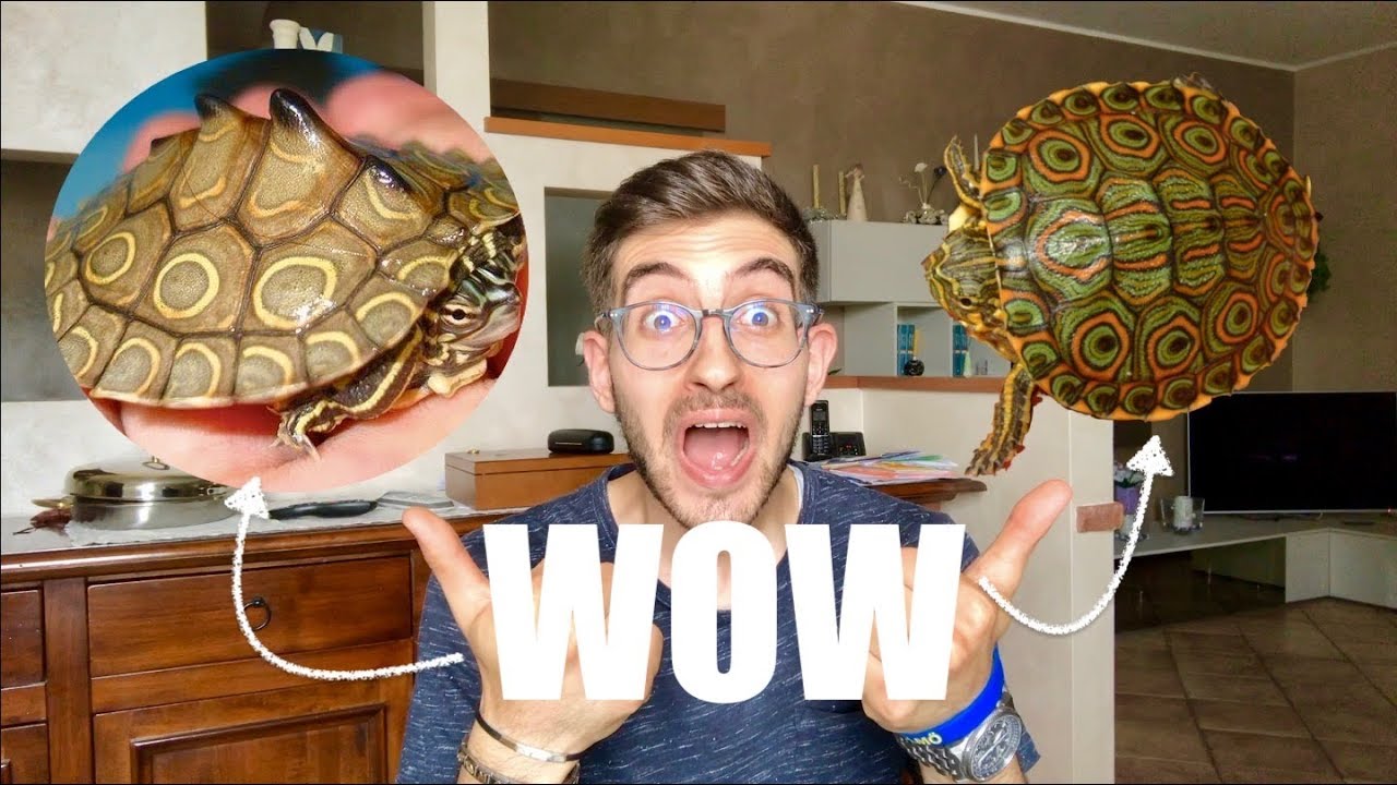 Le TARTARUGHE d'Acqua più RARE e BELLE al Mondo! (Ep. 1)