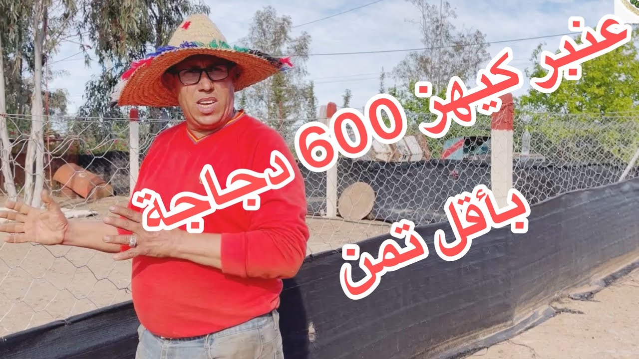 عنبر دجاج كيهز 600 دجاجة بتكلفة بسيطة : دخل تستافد