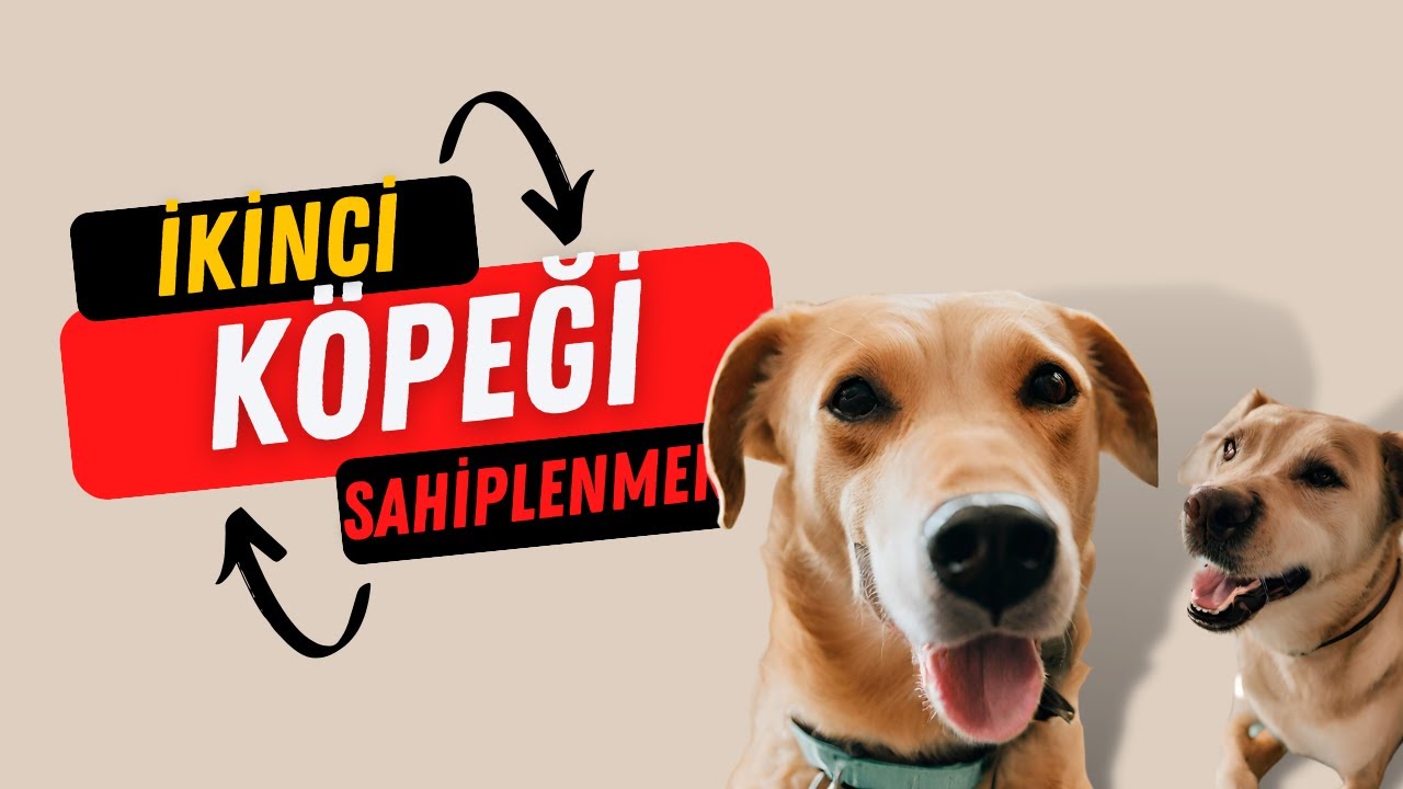 Eve İkinci Köpeği Almadan Önce Dikkat Edilmesi Gerekenler - Evde İki Köpek Bakmak - Köpek ile Yaşam