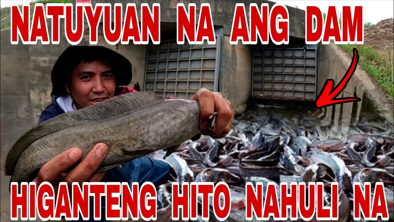 Naglabasan Na Mga Higanteng Hito Sa Natutuyong Dam|| Kinakapa Nalang Namin