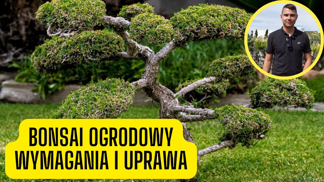Bonsai ogrodowy &ndash; jak uprawiać i przycinać niwaki? Egzotyczne rośliny do ogrod&oacute;w japońskich