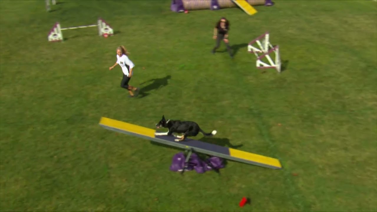 Dog Sports: Large Dog Agility Competition
