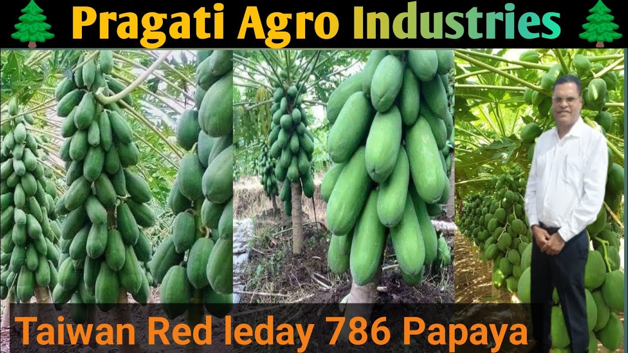 Pragati Agro Industries द्वारा लगाए (Taiwan Red leday 786 Papaya) का उत्पादन बहुत ही अच्छा😱💯#प्रगति