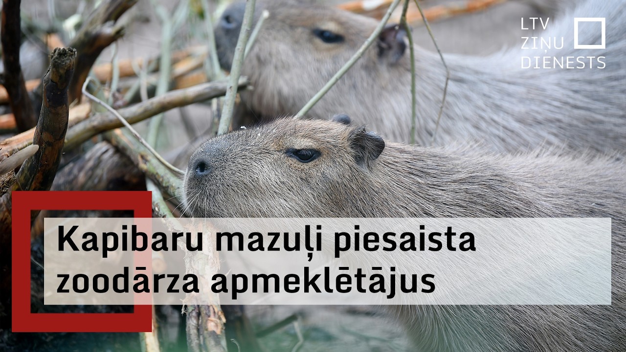 Zoodārza apmeklētāji steidz apciemot kapibaru mazuļus