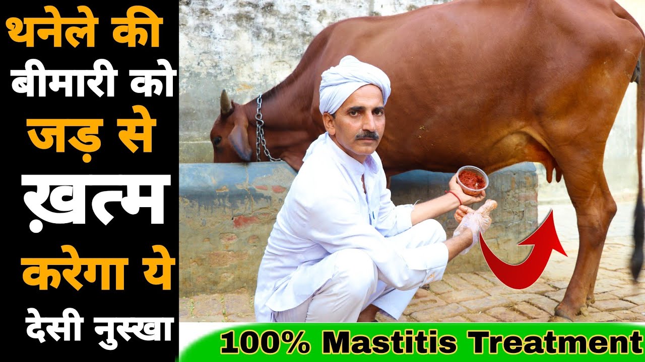 थनैला रोग का 100% देशी और रामबाण ईलाज | Thanela rog ka upchar | Mastitis Treatment