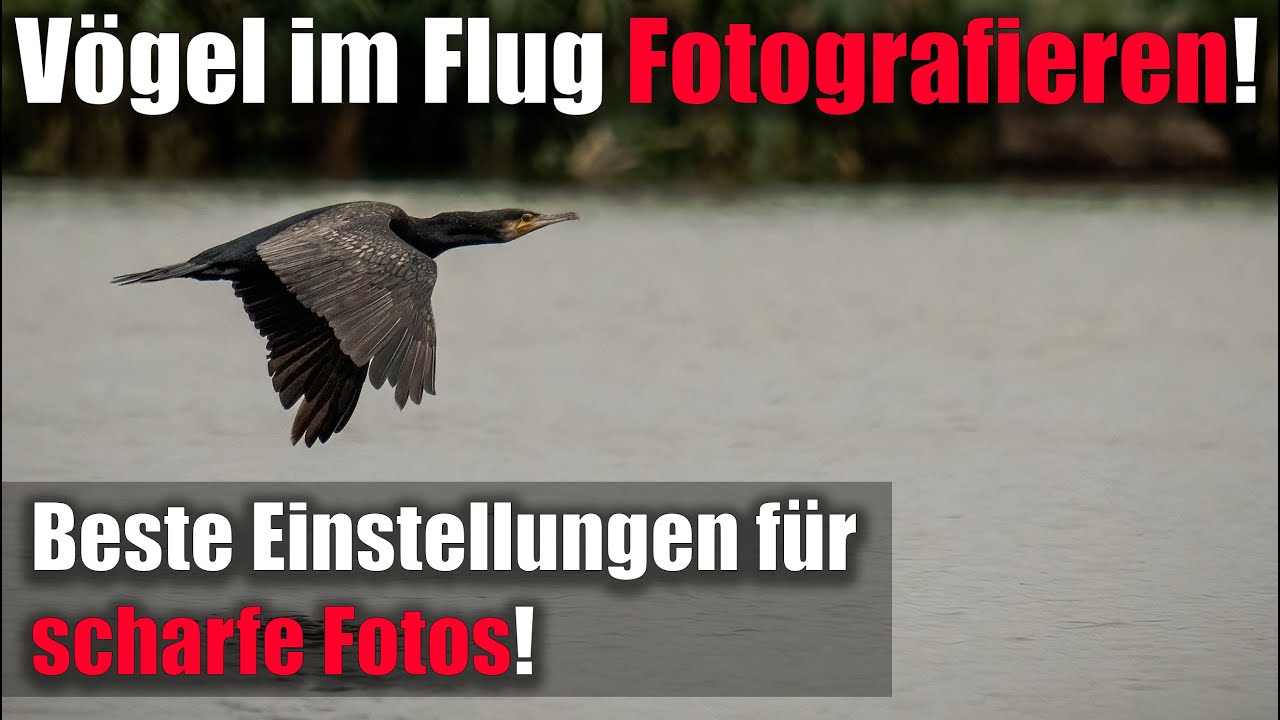 Vögel im Flug fotografieren 📷 richtige Kameraeinstellungen Objektiveinstellungen für scharfe Fotos!