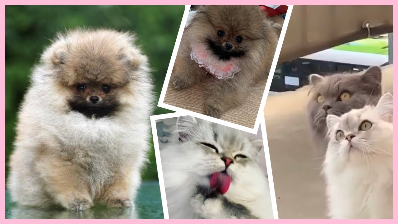 MAMY PIESKA! 🐶 CO NA TO NASZE KOTY?🐱 😱