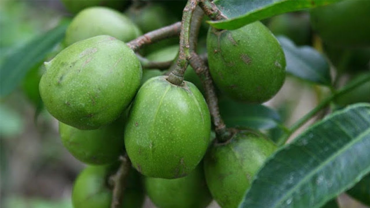 Best Technique | How to Grow June Plum Tree with June Plum branch