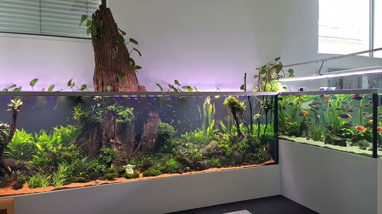 Just 4 minutes aquarium watching instead of Netflix