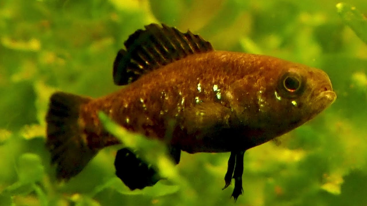 Elassoma evergladei, breeding of a Pygmy sunfish