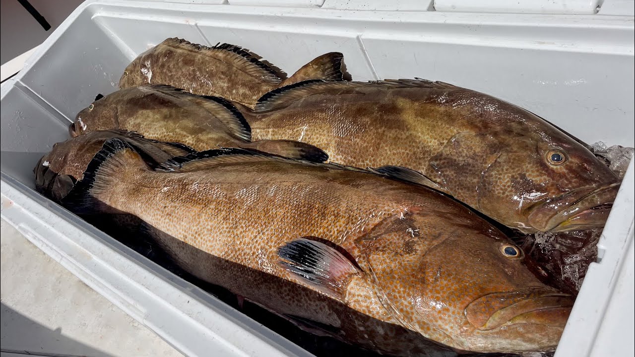 Grouper Opener | Commercial Spearfishing | Ocean To Market