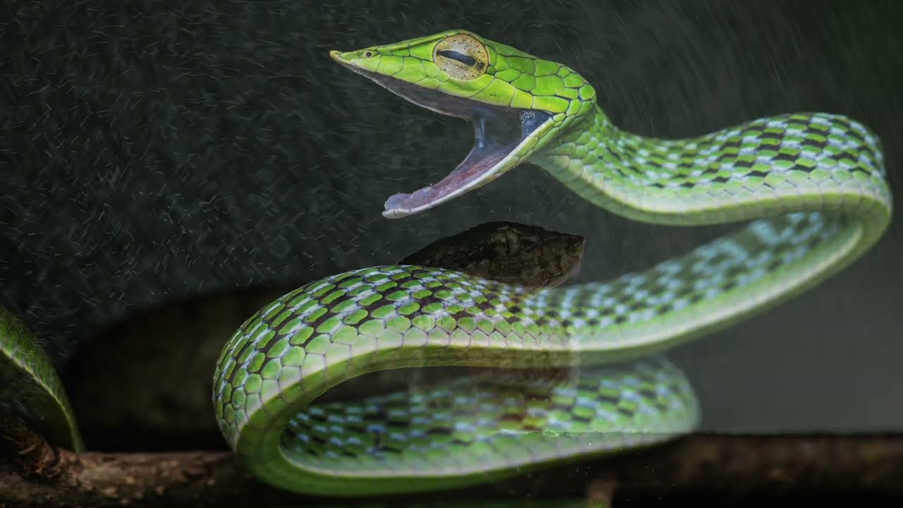 Macro Photography in the Western Ghats | Canon RF 100mm f/2.8L Macro IS USM in Action