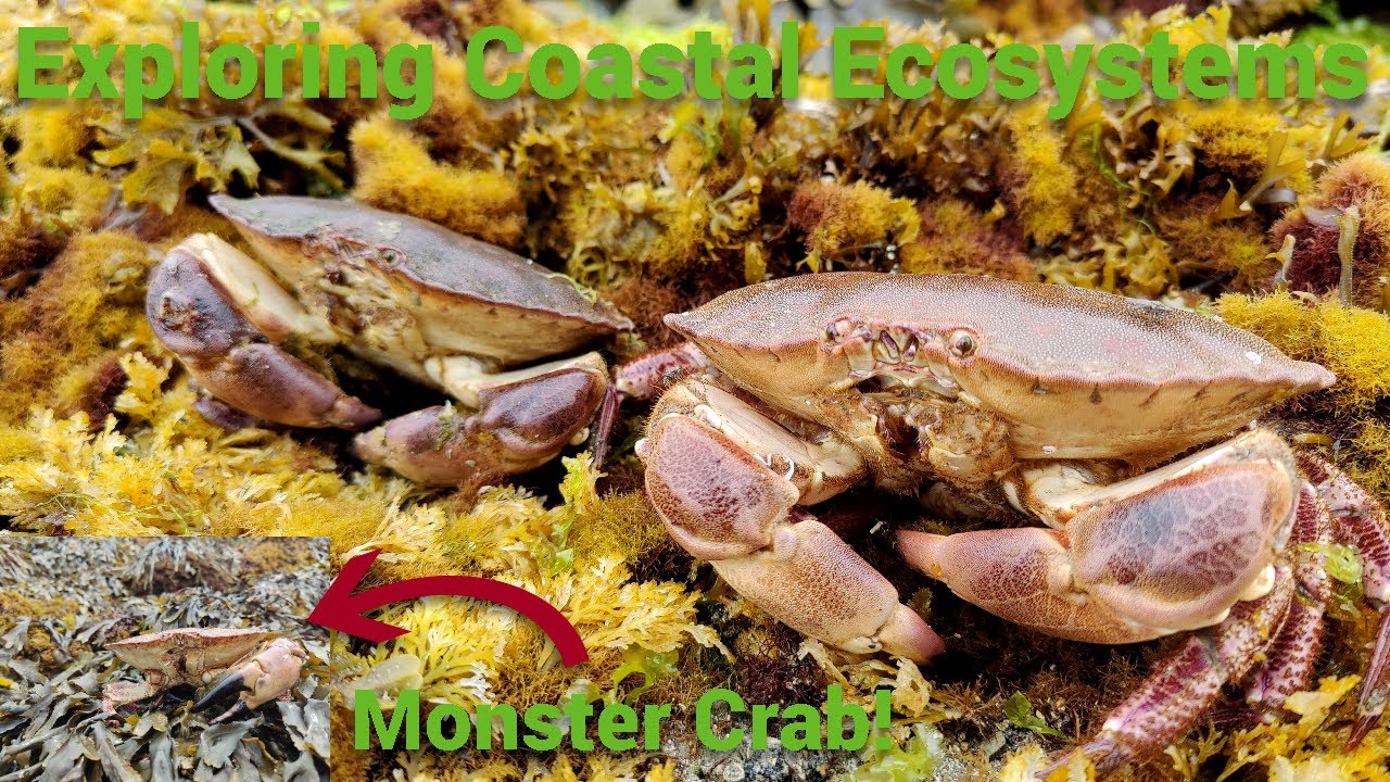 Exploring Coastal Ecosystems & Foraging - Huge Brown Crabs! Spider Crabs Dragonet Sea Life Education
