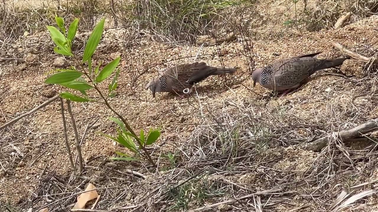 Chim cu gáy đắklắk. Mồi 3in1 khai xuân quá thành công gặp và chinh phục được bổi Thổ sấm âm giọng tê