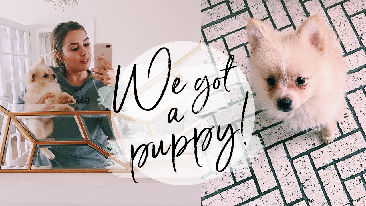 WE GOT A NEW PUPPY! (+ NEW TATTOOS AND TOPSHOP HAUL) | Hello October Weekly Vlog