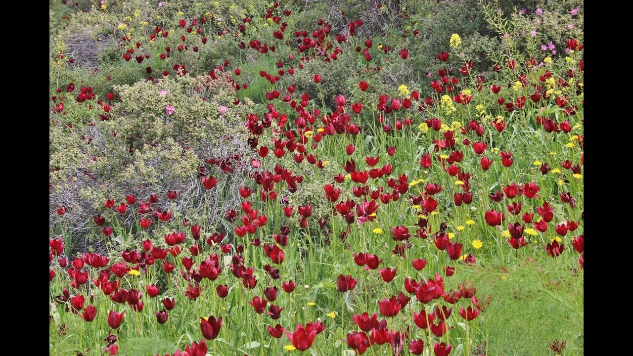 Tulipa cypria - Cyprus tulip, Τουλίπα η κυπρία - Κορμακίτης - Endemic to Cyprus - 19/3/2023
