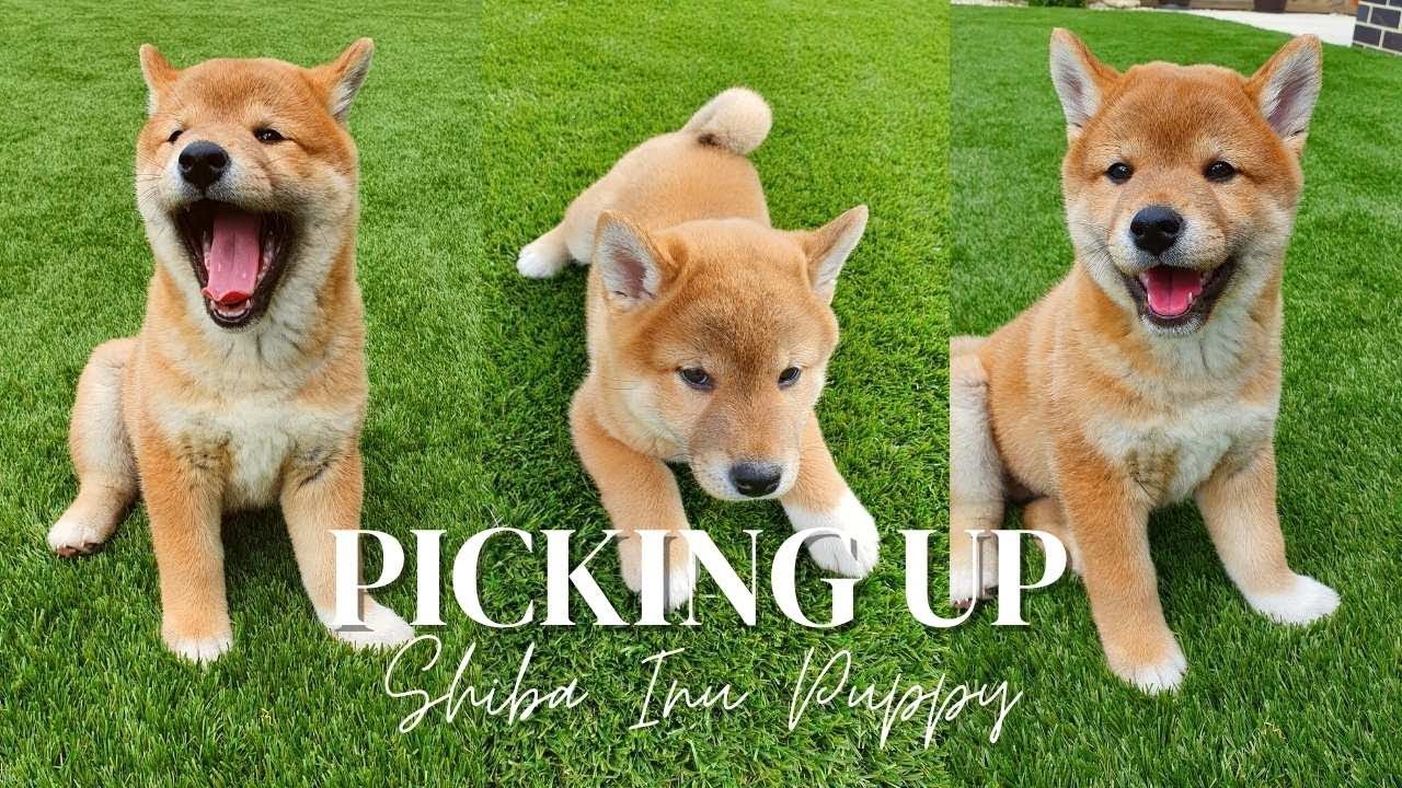 PICKING UP OUR 8 WEEKS OLD RED SHIBA INU PUPPY