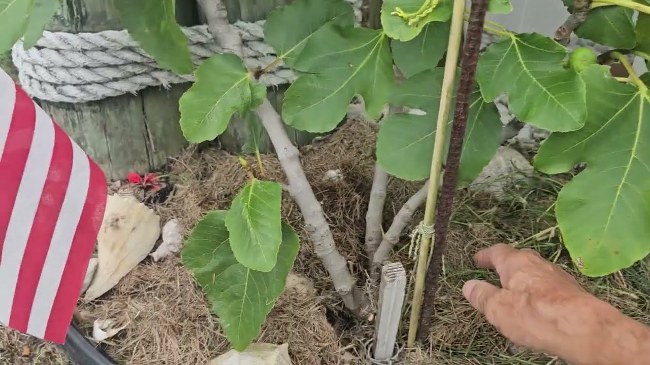 Fig Tree Strategy, Pruning, Grafting, Black Madeira Huge Surprise!!!