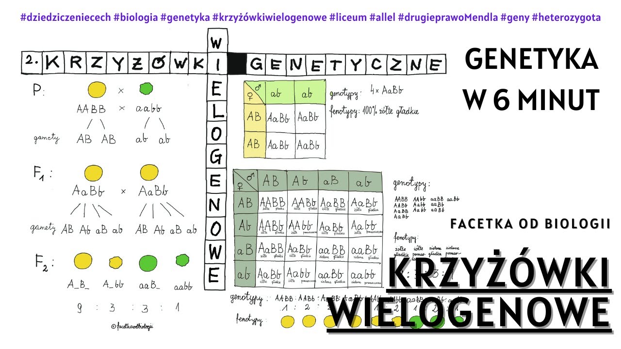 Krzyżówki genetyczne dwugenowe | Lekcje Biologii Online | Liceum | Genetyka | Korki biologia | Geny