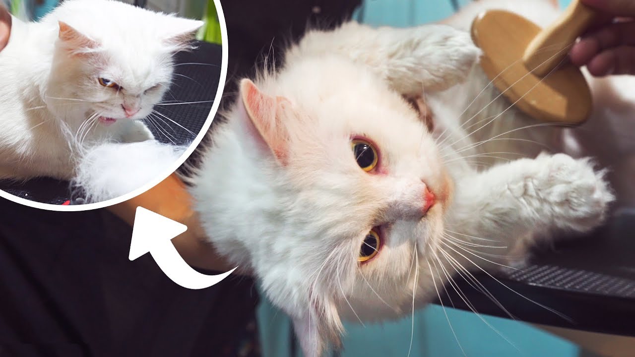 Cat Turns Wild Getting Groomed
