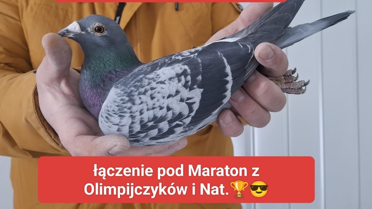 Oferta specjalna !!! Olimp Maraton i Nat. Dakar Karin Olimp'269 Batenburg Hańderek ☎️695497481