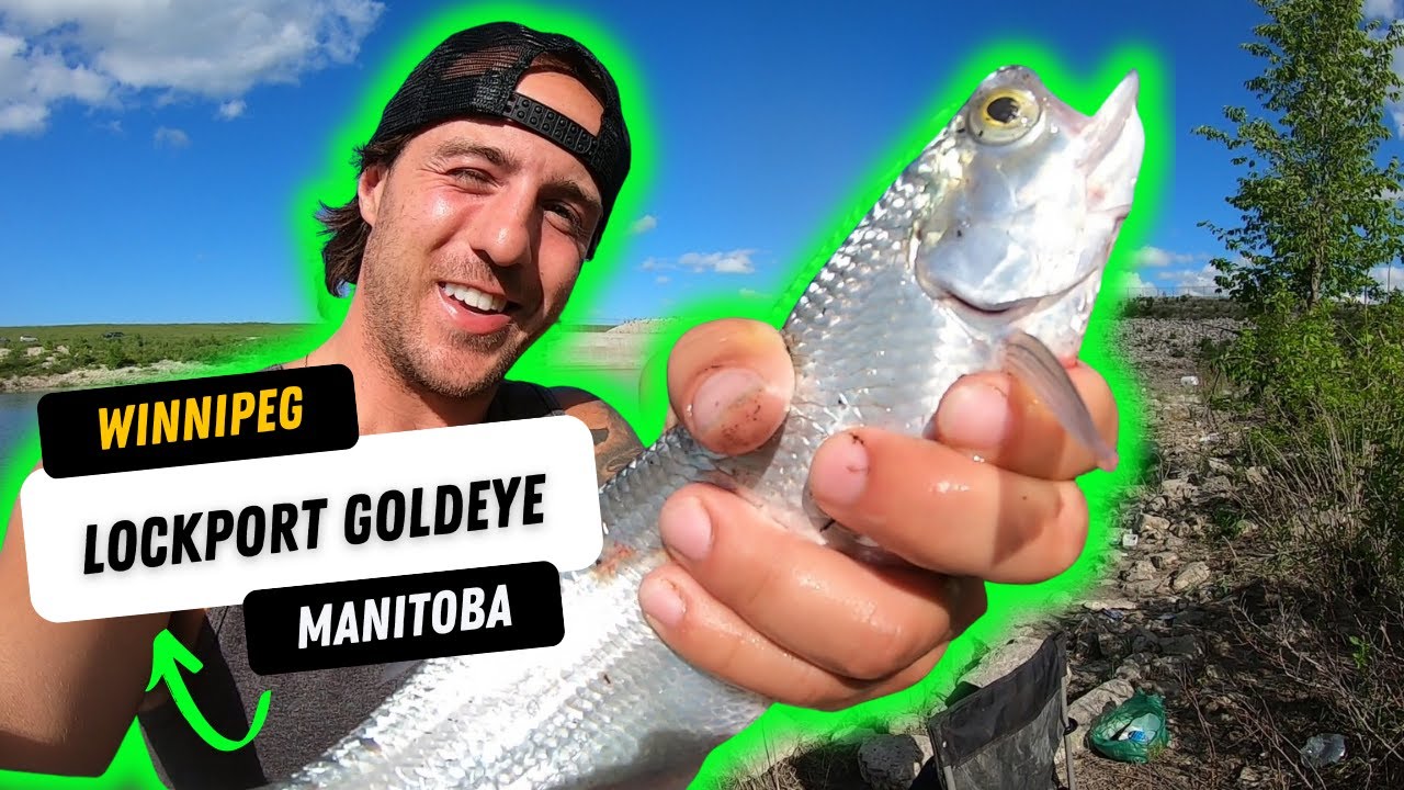 LOCKPORT!! Manitoba Goldeye Fishing (Red River)