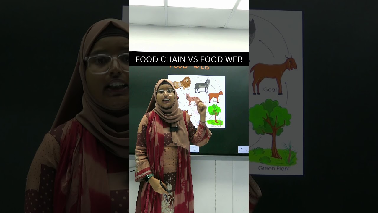 Food Chain vs Food Web