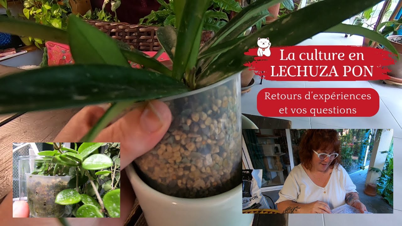 La culture en LECHUZA PON 🌿 Mes retours d'expériences | Je répond à vos questions | Et on applique 😉
